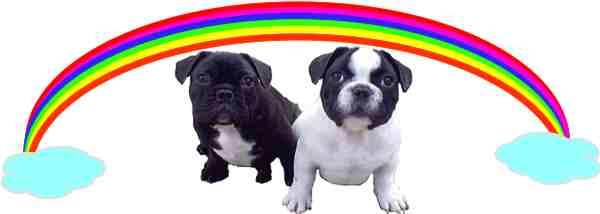 rainbowdoggies.jpg